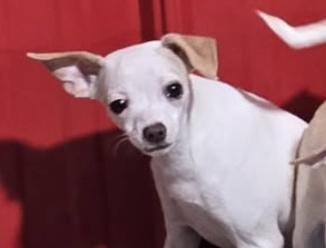 Enlarge Puppy Piper, a Adopted mixed breed in Charlotte, NC image 1/5