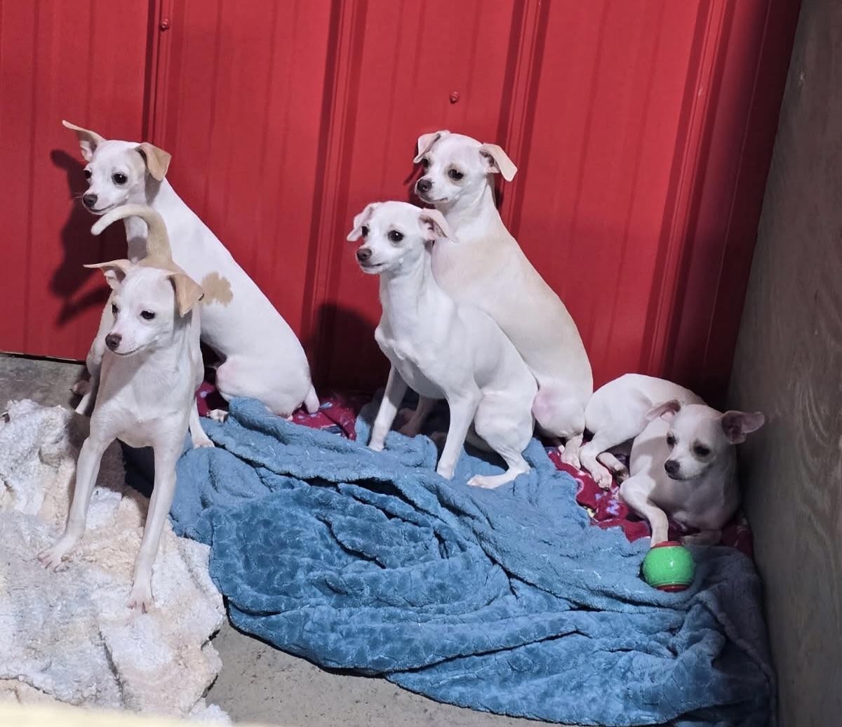 Enlarge Puppy Piper, a Adopted mixed breed in Charlotte, NC image 2/5