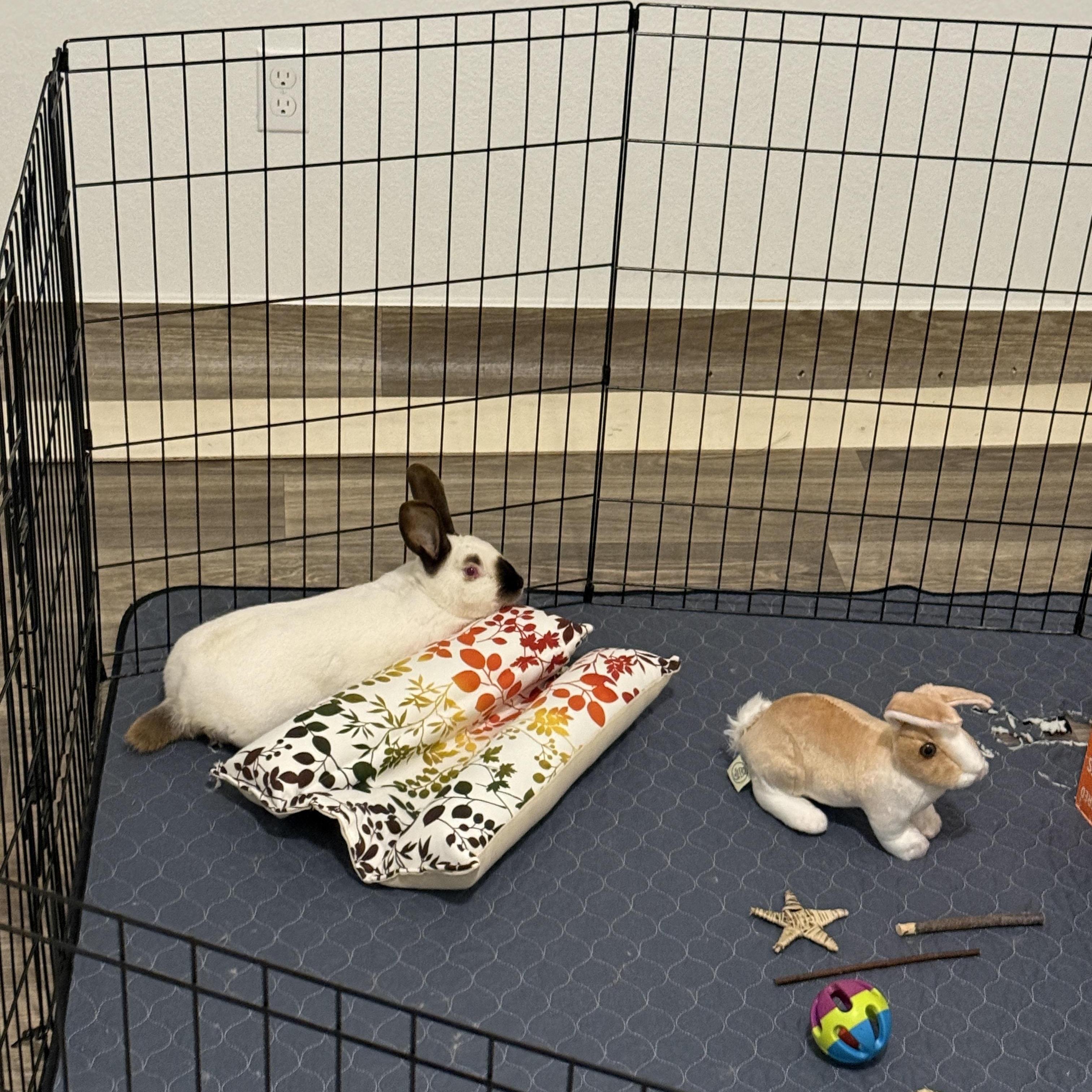Clyde, a Adoptable Californian in Brighton, CO image 3/5