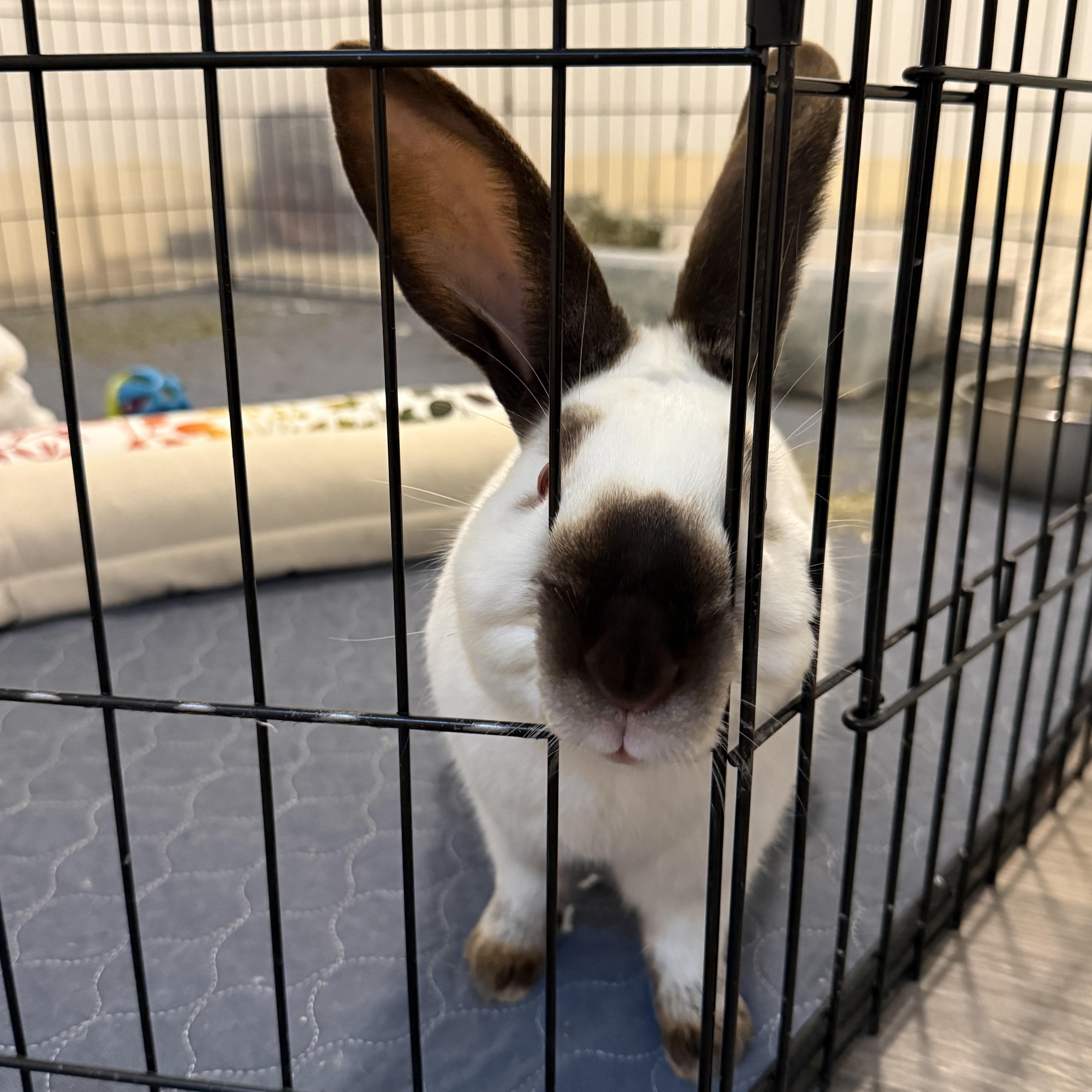 Clyde, a Adoptable Californian in Brighton, CO image 1/5