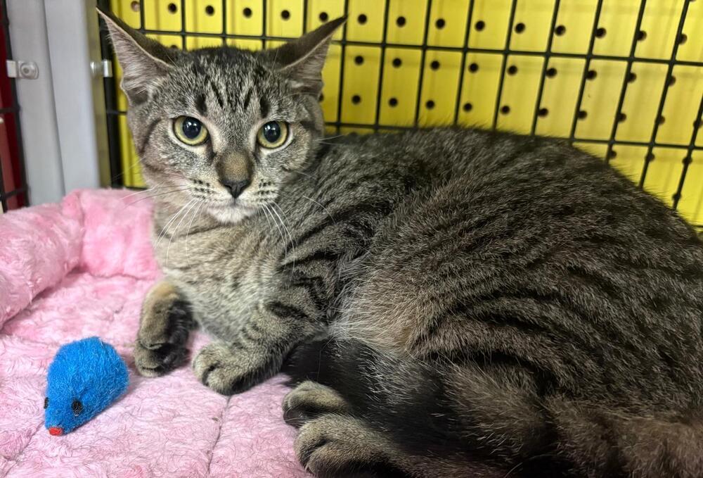Florence, Adoptable, Kitten Female Domestic Short Hair.