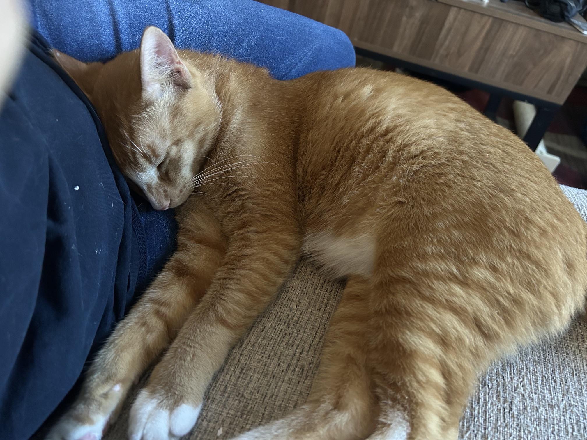 Enlarge Cowboy, a ADOPTABLE Domestic Short Hair in Anaheim, CA image 3/6