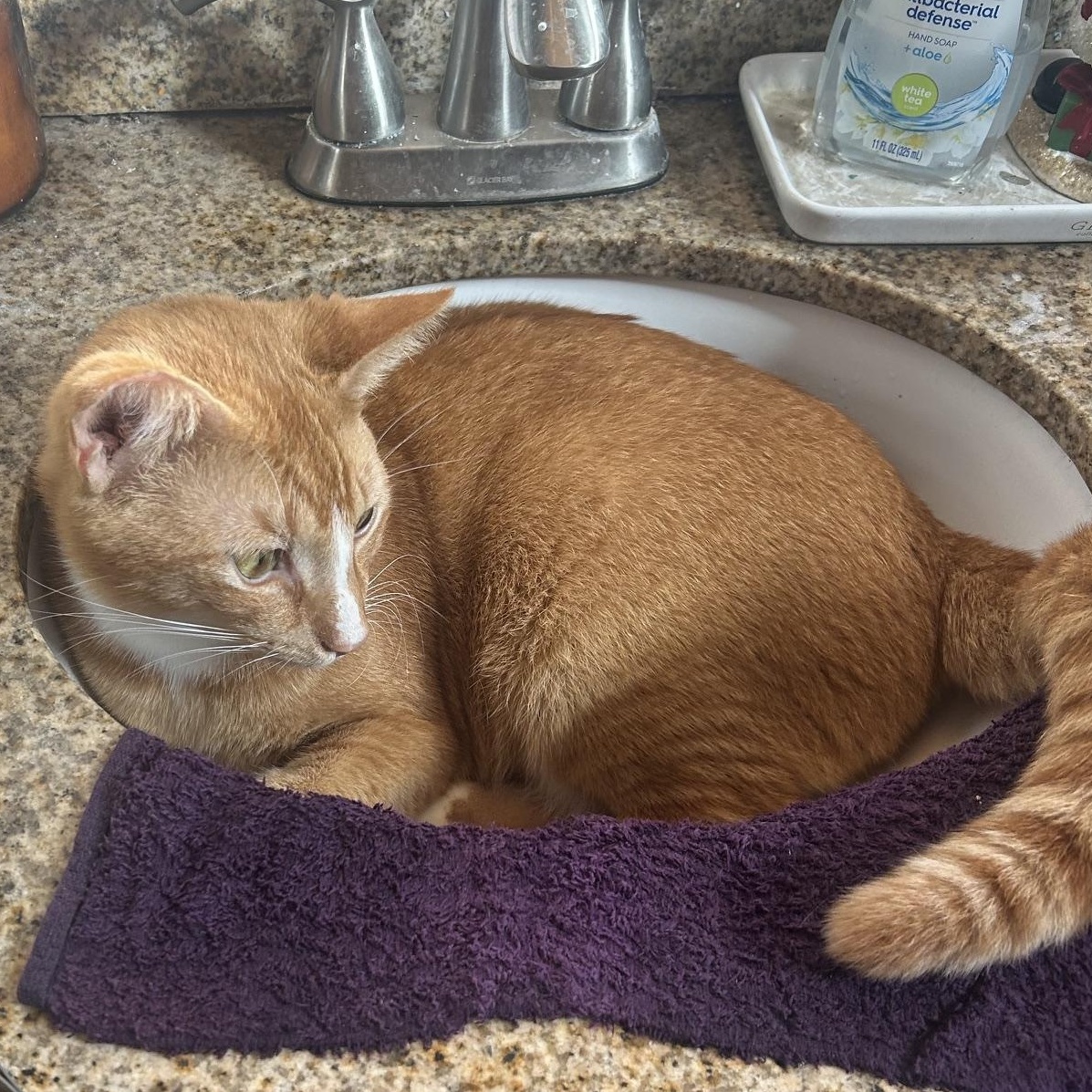 Enlarge Cowboy, a ADOPTABLE Domestic Short Hair in Anaheim, CA image 5/6