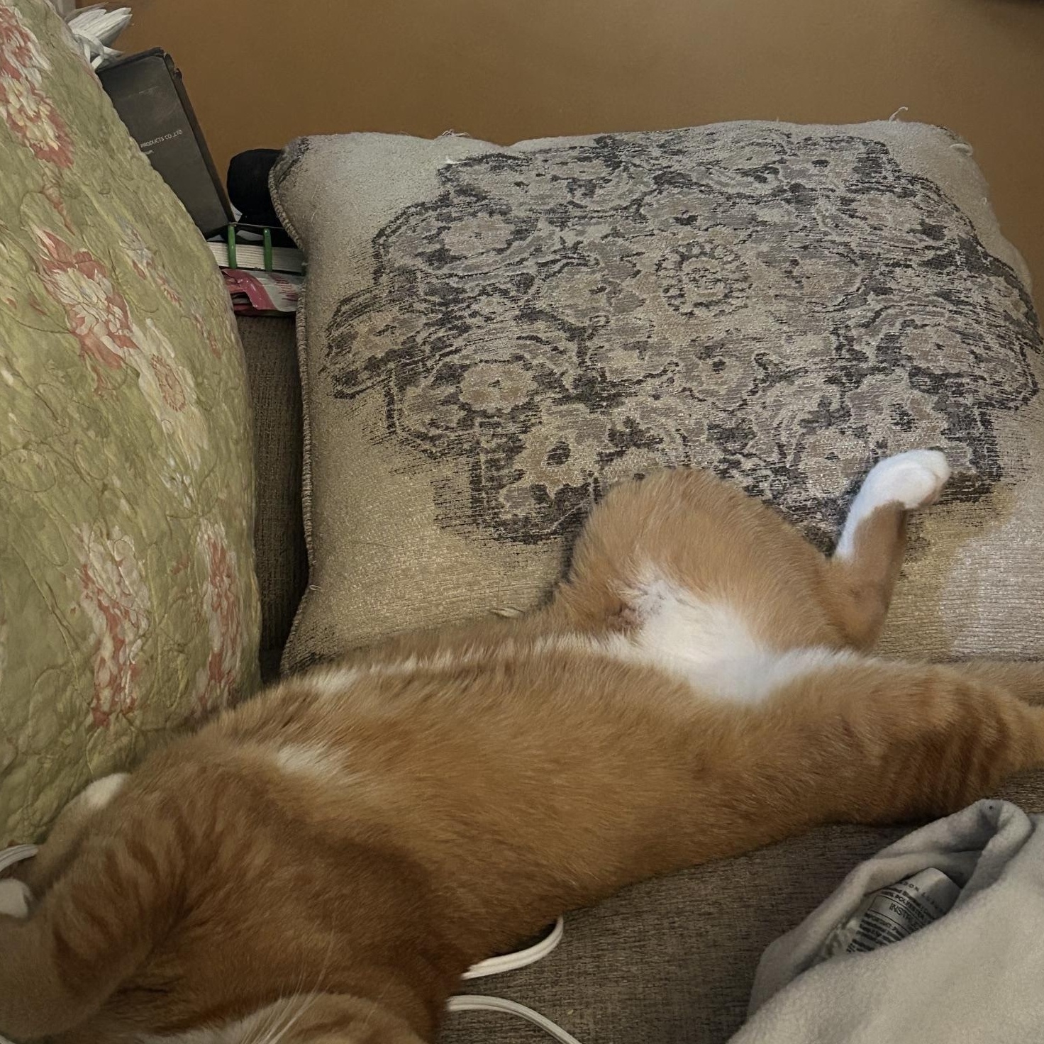 Enlarge Cowboy, a ADOPTABLE Domestic Short Hair in Anaheim, CA image 6/6