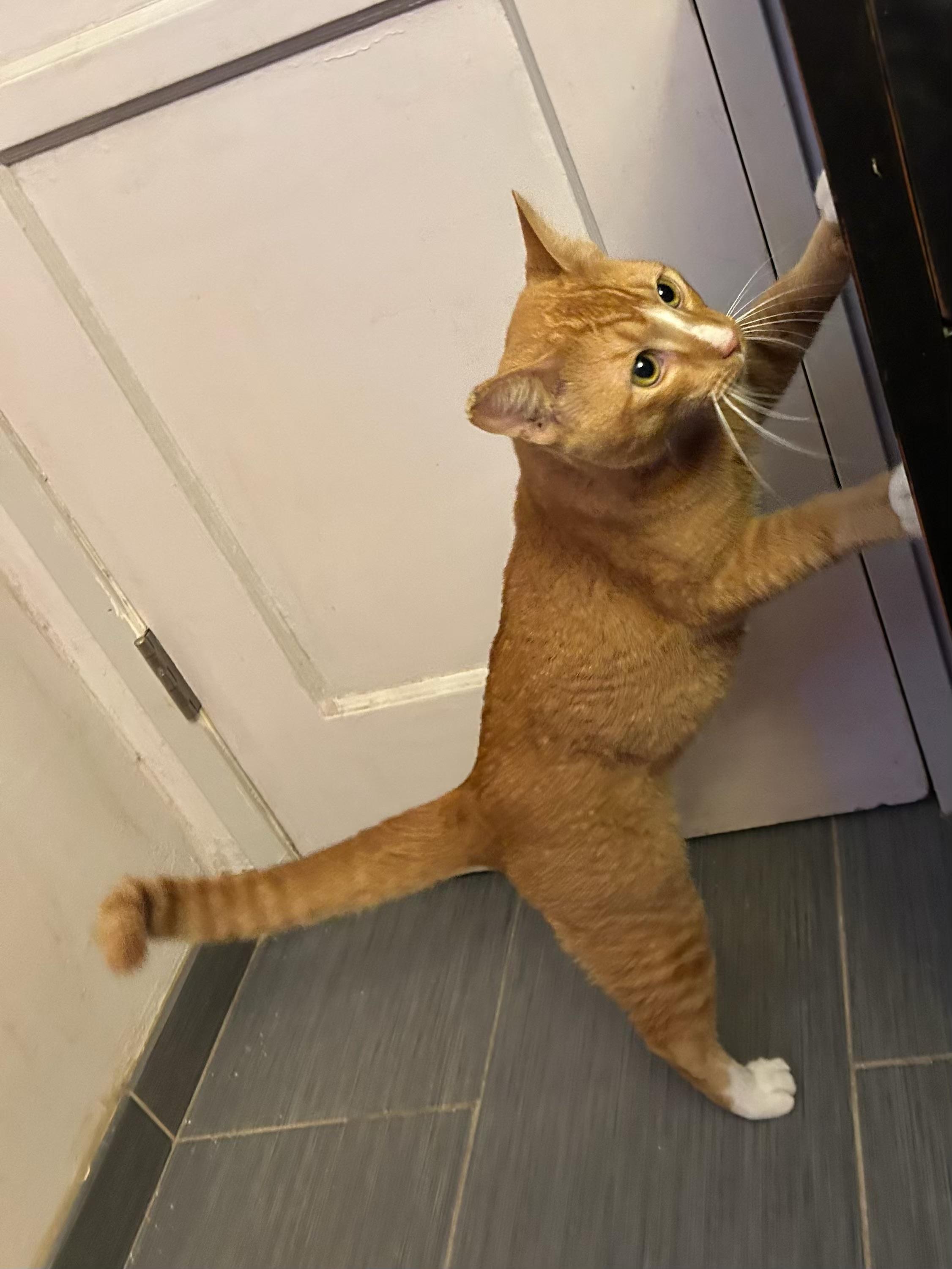 Enlarge Cowboy, a ADOPTABLE Domestic Short Hair in Anaheim, CA image 2/6