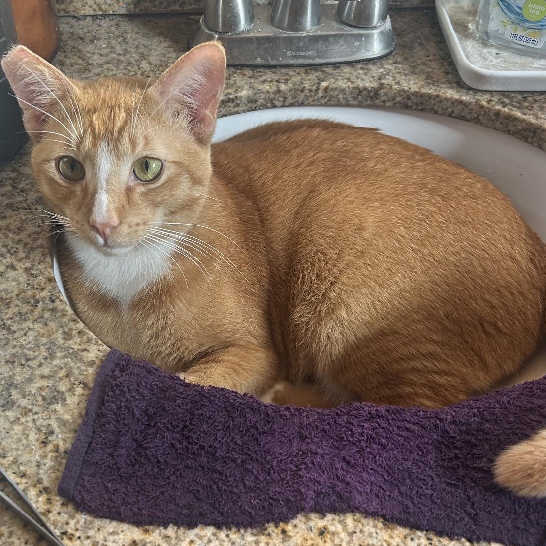 Enlarge Cowboy, a ADOPTABLE Domestic Short Hair in Anaheim, CA image 1/6