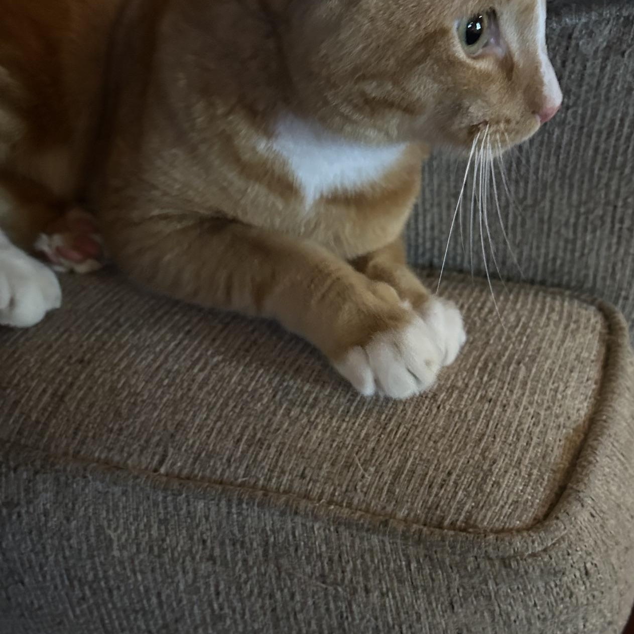 Enlarge Cowboy, a ADOPTABLE Domestic Short Hair in Anaheim, CA image 4/6