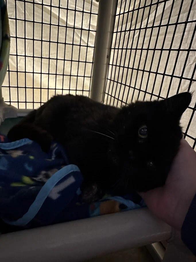 Enlarge Agatha, a ADOPTABLE mixed breed in Winona, MN image 4/4