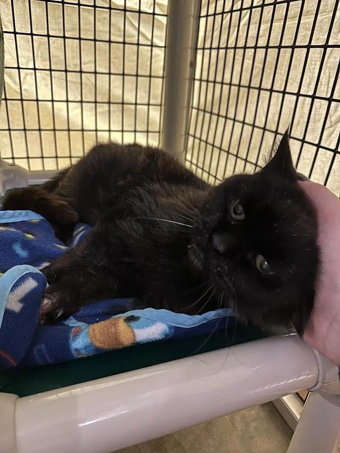 Enlarge Agatha, a ADOPTABLE mixed breed in Winona, MN image 2/4