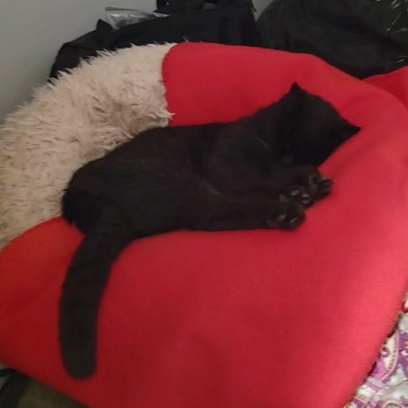 Enlarge Agatha, a ADOPTABLE mixed breed in Winona, MN image 3/5