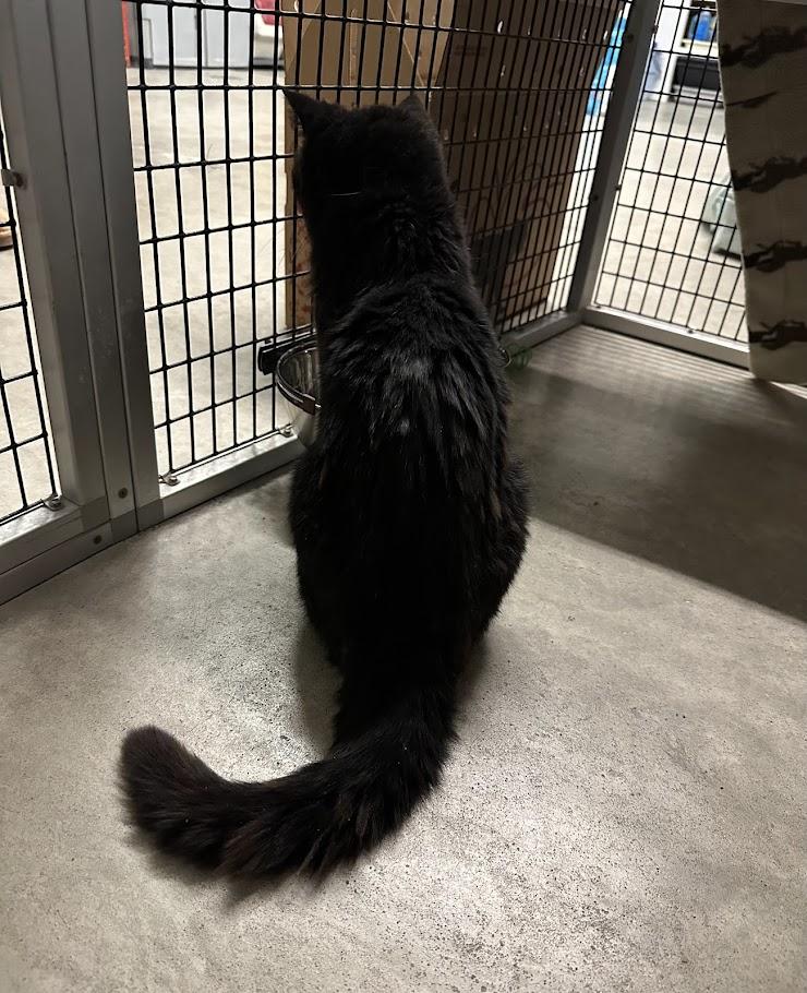 Enlarge Agatha, a ADOPTABLE mixed breed in Winona, MN image 2/5