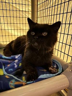 Agatha, ADOPTABLE, Senior Female Domestic Short Hair.