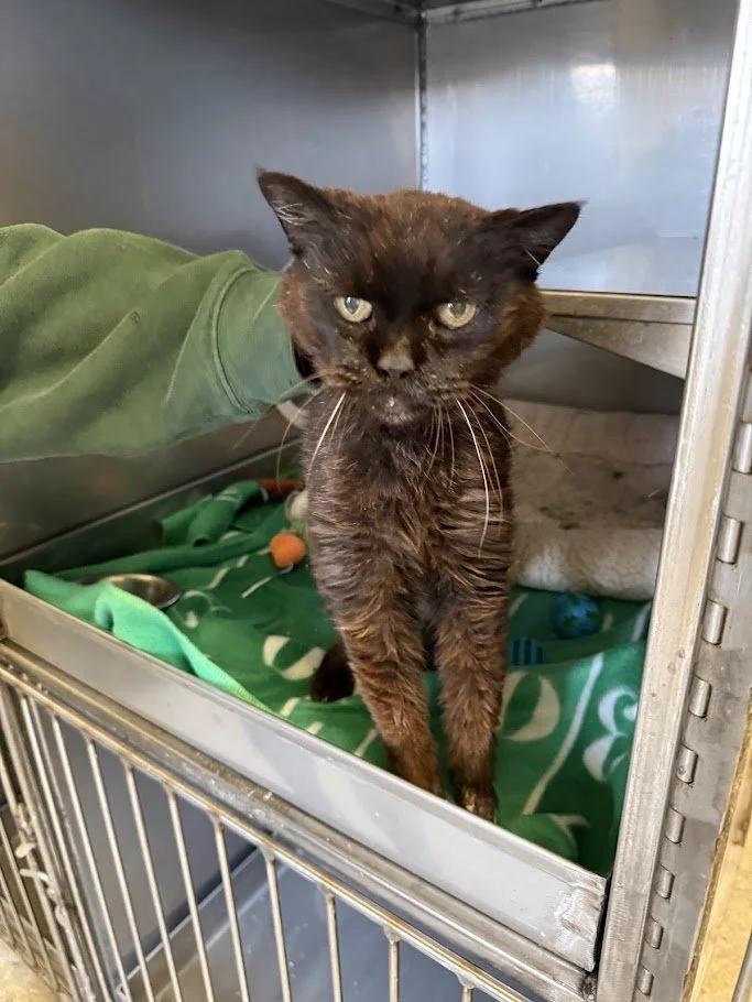 Enlarge Agatha, a ADOPTABLE mixed breed in Winona, MN image 3/4