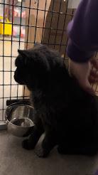 Enlarge Agatha, a ADOPTABLE mixed breed in Winona, MN image 5/5