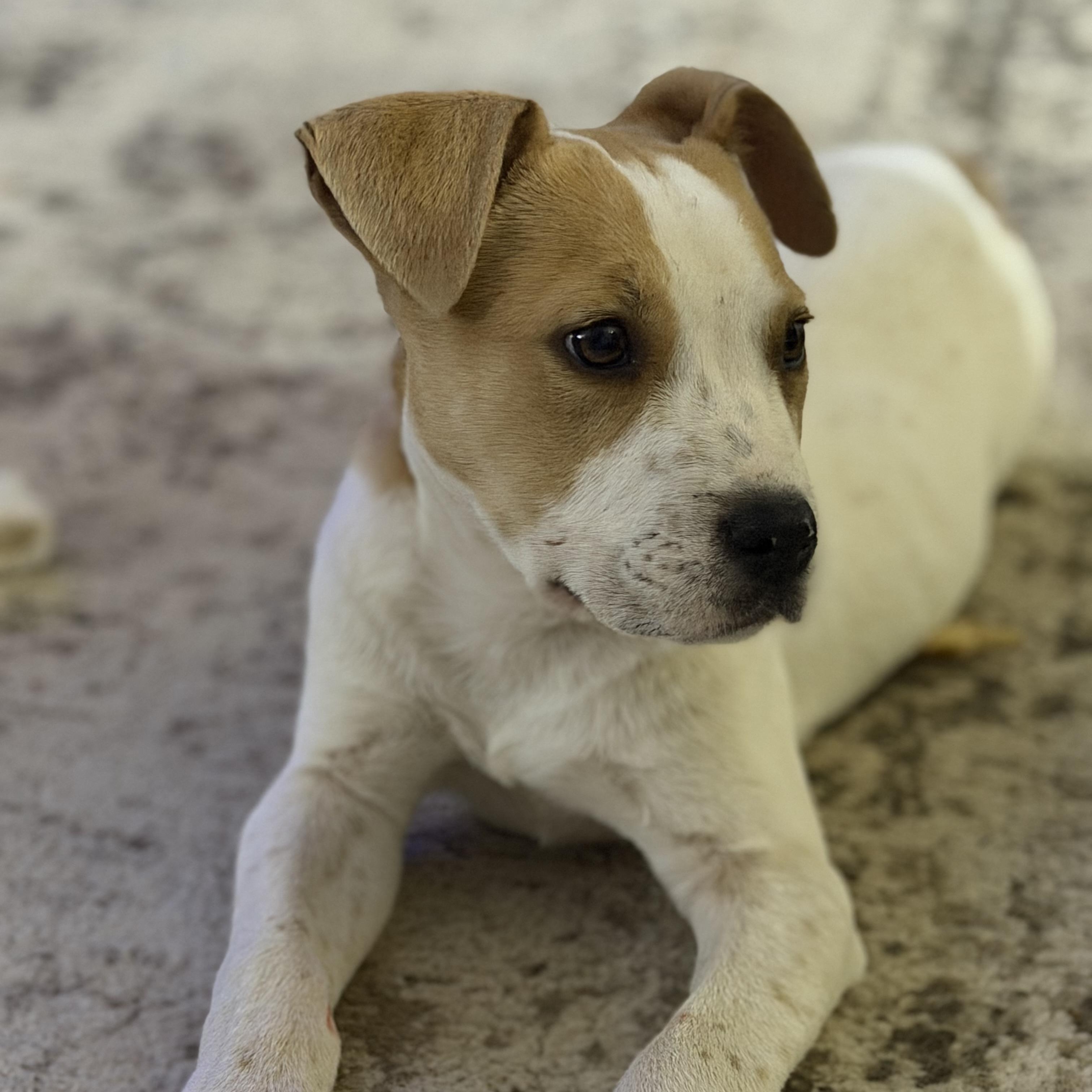 Enlarge Odie, a Adoptable mixed breed in Roscoe, IL image 4/5