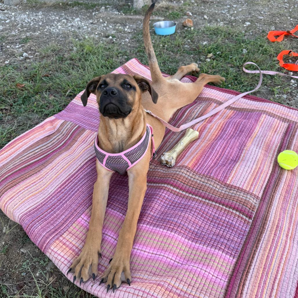 ELISE — thumbnail 3