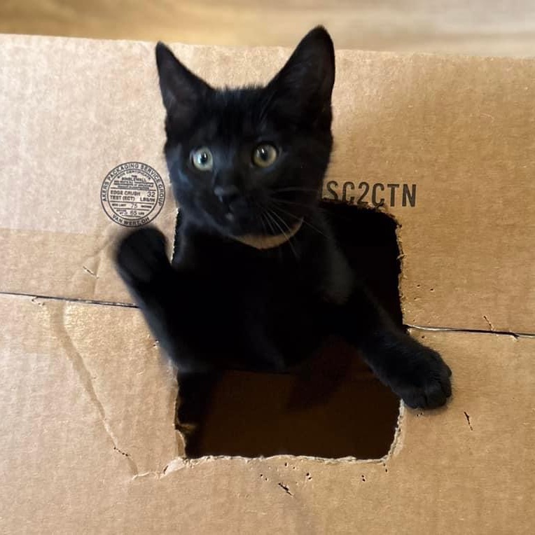 Brownie