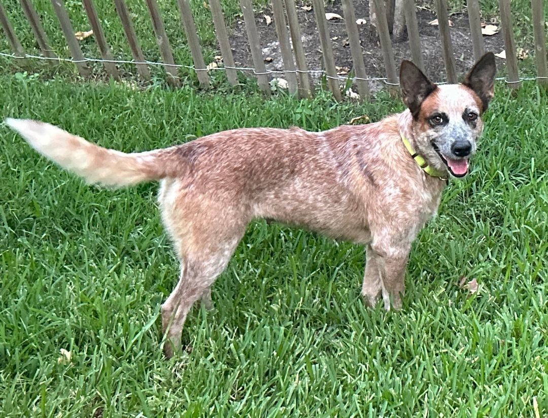 Scarlet, an adopted Australian Cattle Dog / Blue Heeler in Rockdale, TX image 2/6