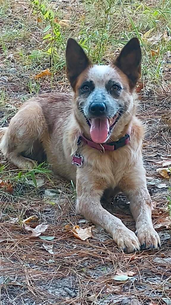 Scarlet, an adopted Australian Cattle Dog / Blue Heeler in Rockdale, TX image 3/6