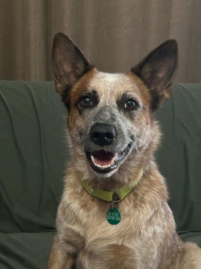 Scarlet, an adopted Australian Cattle Dog / Blue Heeler in Rockdale, TX image 4/6