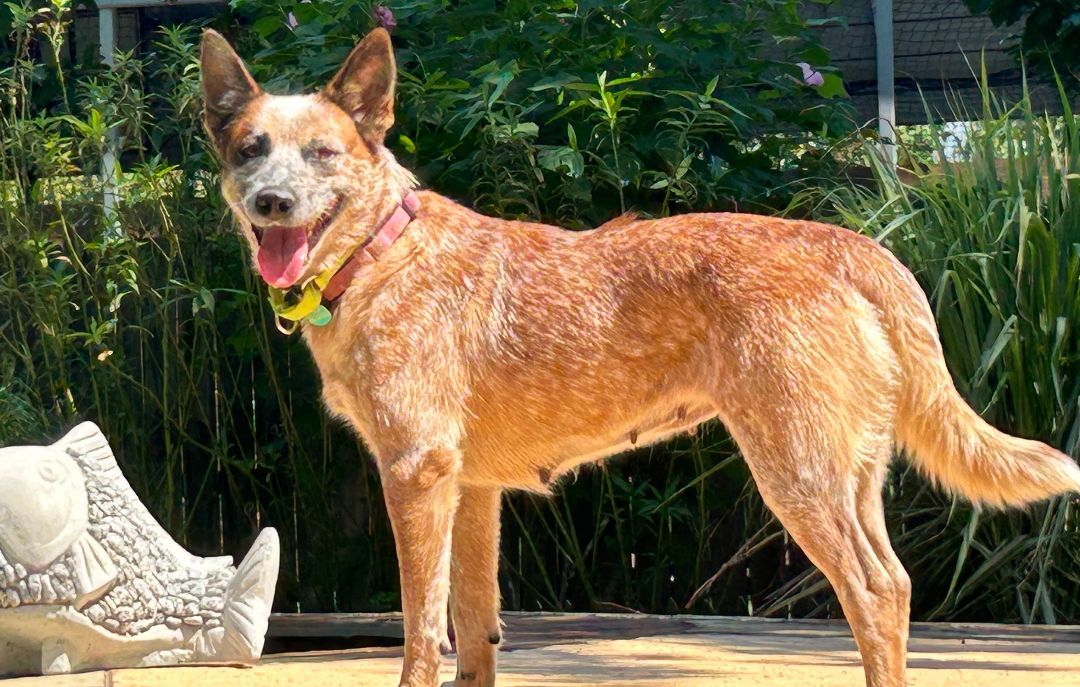 Scarlet, an adopted Australian Cattle Dog / Blue Heeler in Rockdale, TX image 6/6