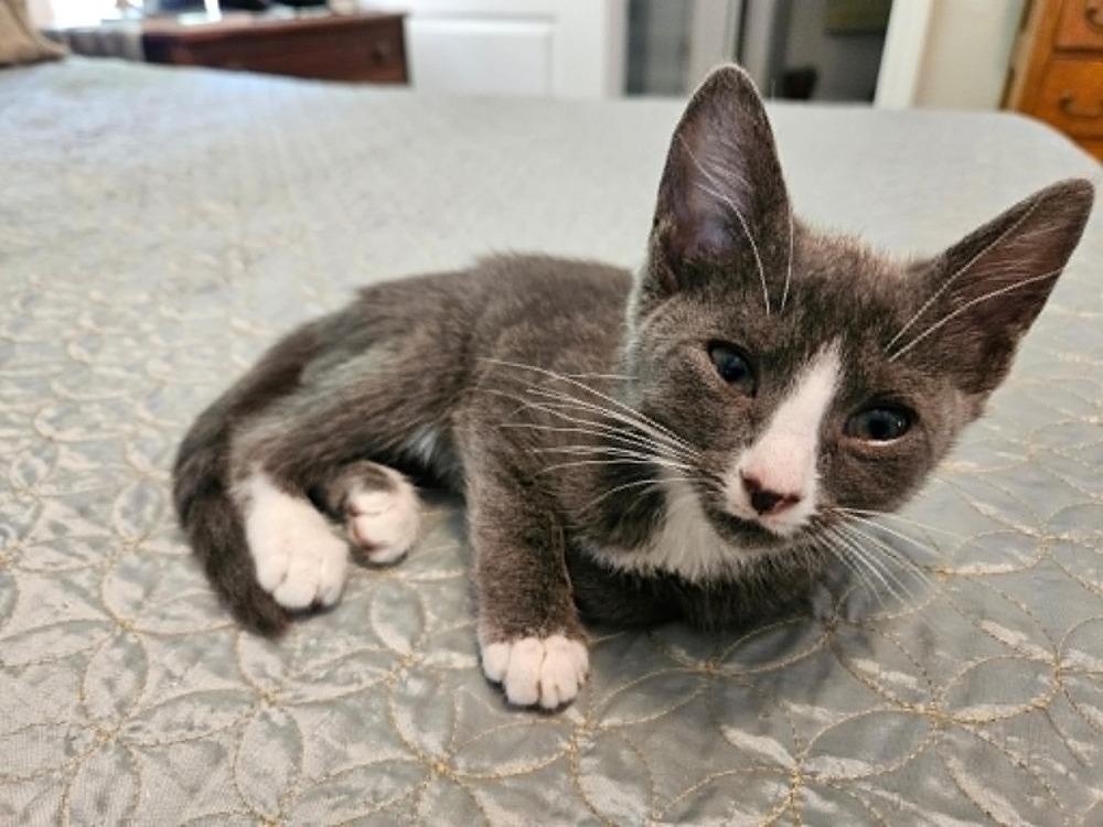 Priscilla, Adopted, Kitten Female Domestic Short Hair.