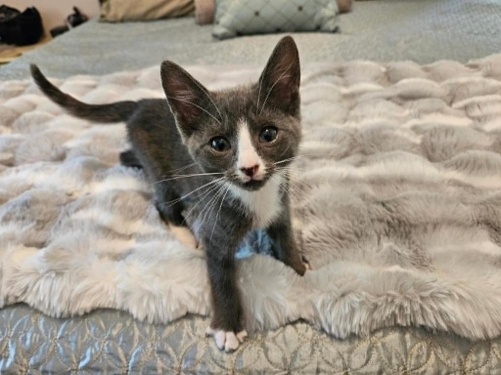 Enlarge Priscilla, a Adopted Domestic Short Hair in Youngsville, NC image 2/6