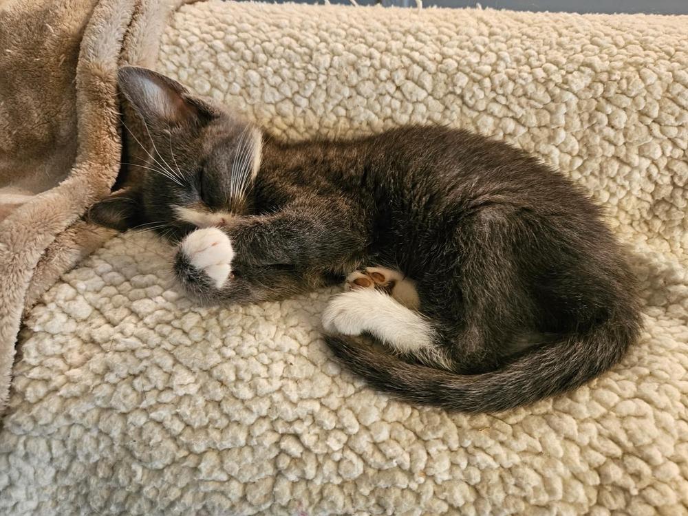 Enlarge Priscilla, a Adopted Domestic Short Hair in Youngsville, NC image 3/6