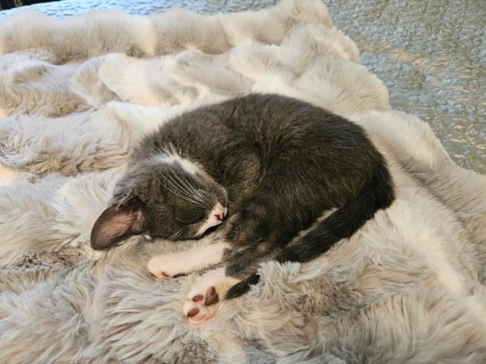 Enlarge Priscilla, a Adopted Domestic Short Hair in Youngsville, NC image 4/6