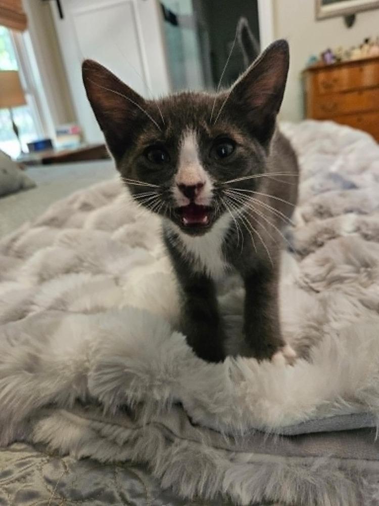 Enlarge Priscilla, a Adopted Domestic Short Hair in Youngsville, NC image 5/6