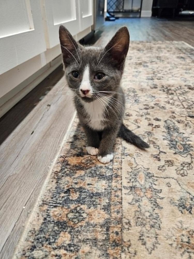 Enlarge Priscilla, a Adopted Domestic Short Hair in Youngsville, NC image 6/6