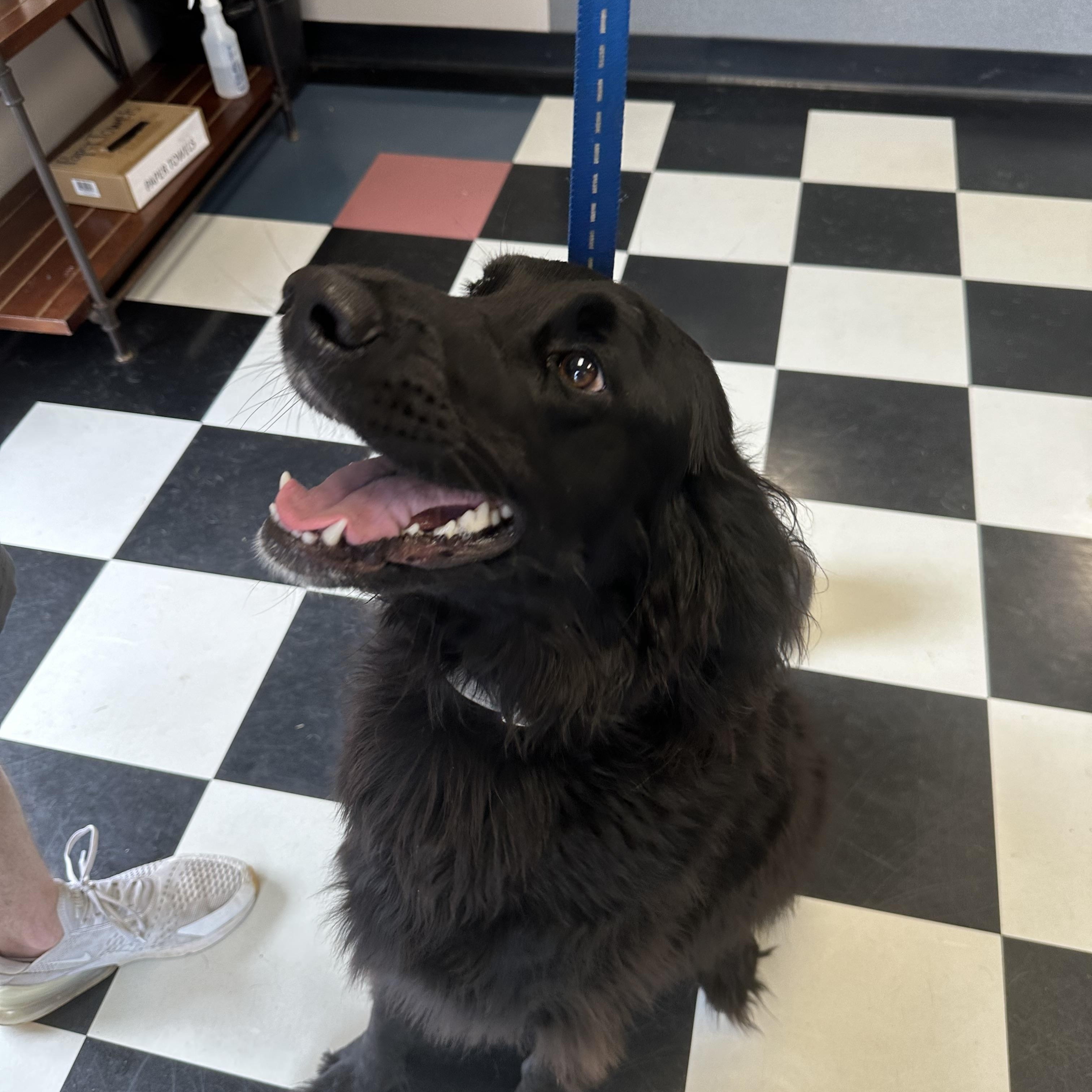 Finnegan, ADOPTABLE, Adult Male Flat-Coated Retriever & Mixed Breed.