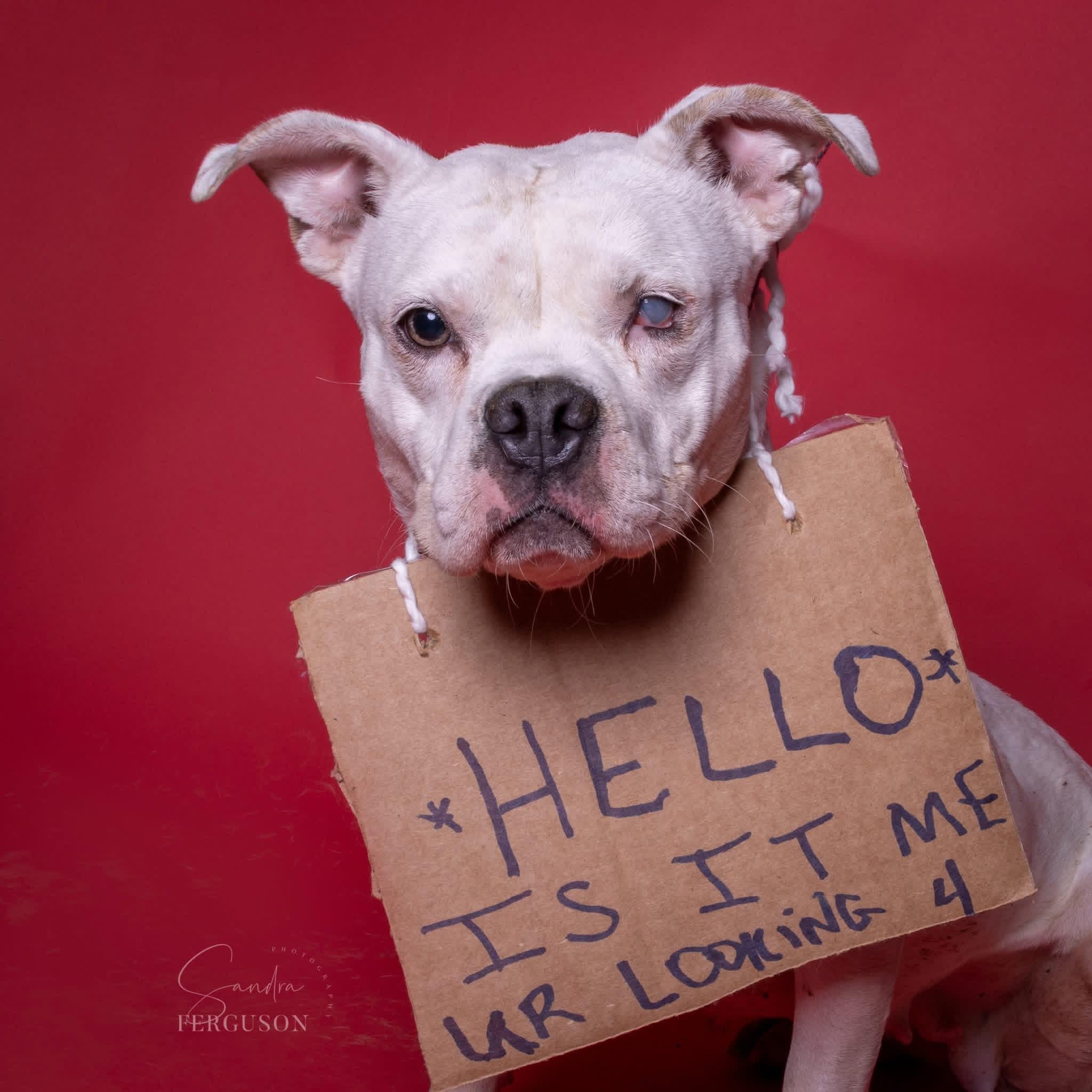 Mary Anna `Sugar`, Adoptable, Adult Female American Bulldog & Mixed Breed.