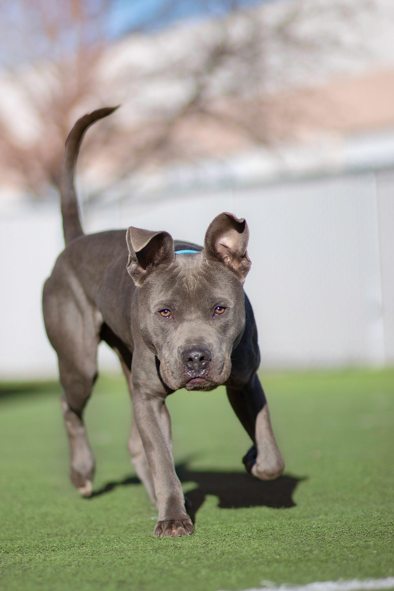 Enlarge Arrow, a Adoptable Pit Bull Terrier in Eagle, ID image 2/4