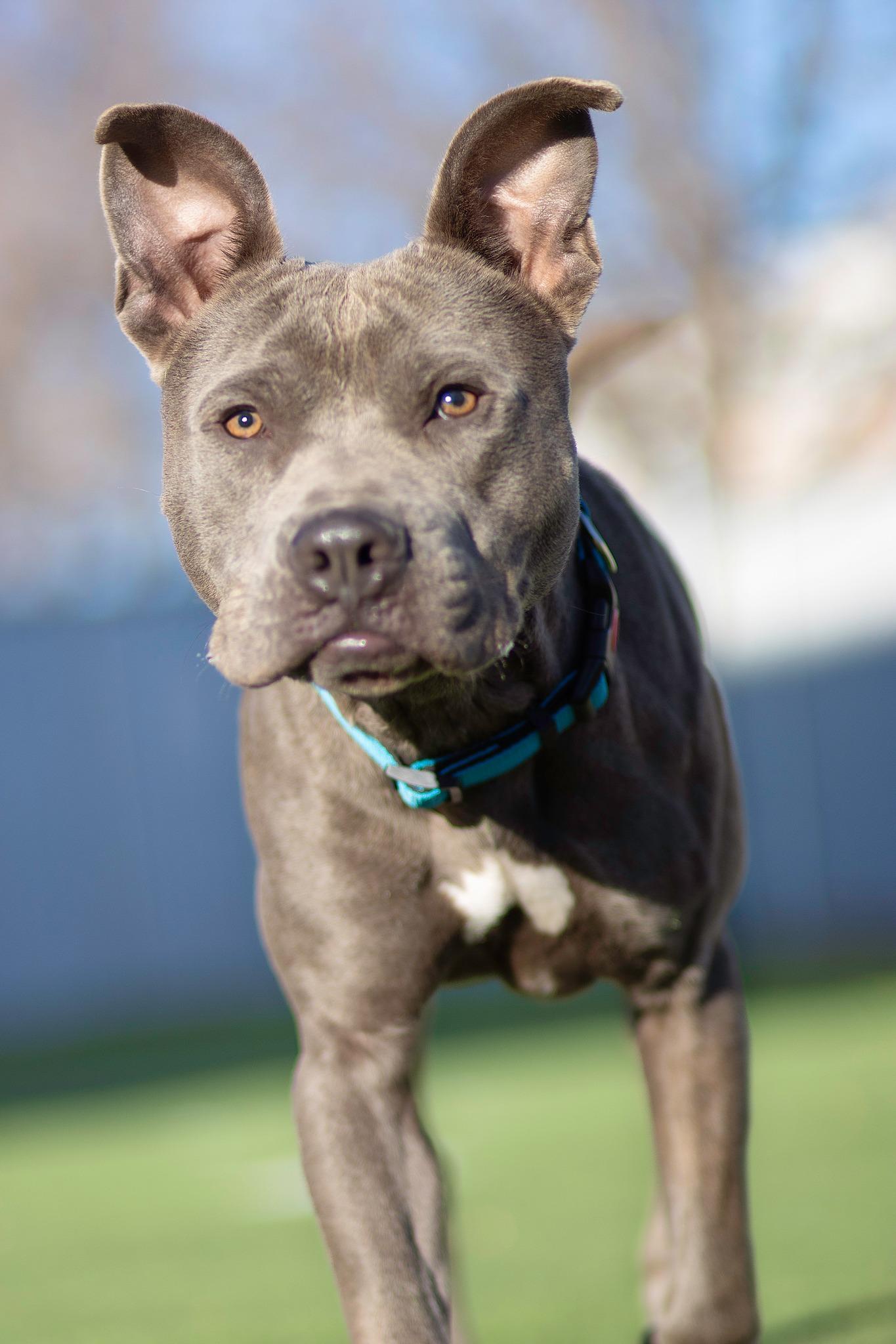 Enlarge Arrow, a Adoptable Pit Bull Terrier in Eagle, ID image 1/4
