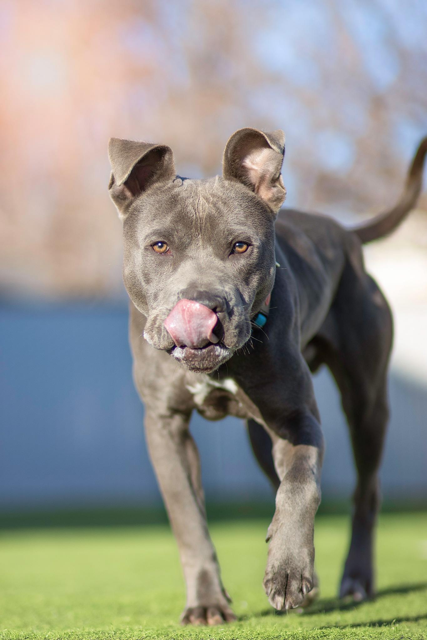 Enlarge Arrow, a Adoptable Pit Bull Terrier in Eagle, ID image 3/4