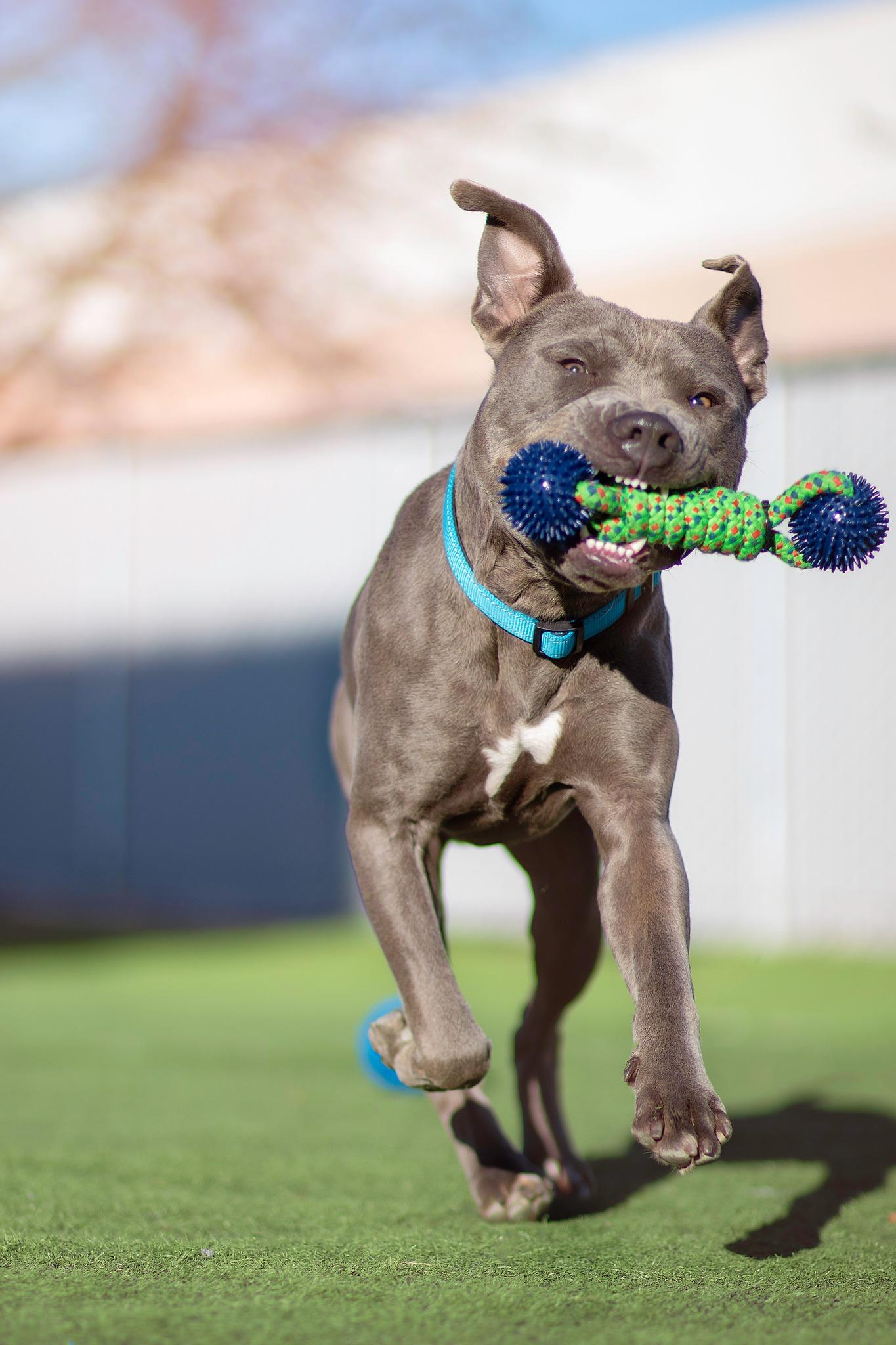 Enlarge Arrow, a Adoptable Pit Bull Terrier in Eagle, ID image 4/4