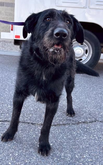 JOKER, Adoptable, Young Male Poodle & Mixed Breed.