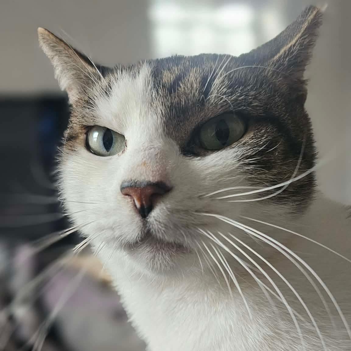 Dusty - Handsome Boi, a Adoptable Domestic Short Hair in Brooklyn, NY image 2/6