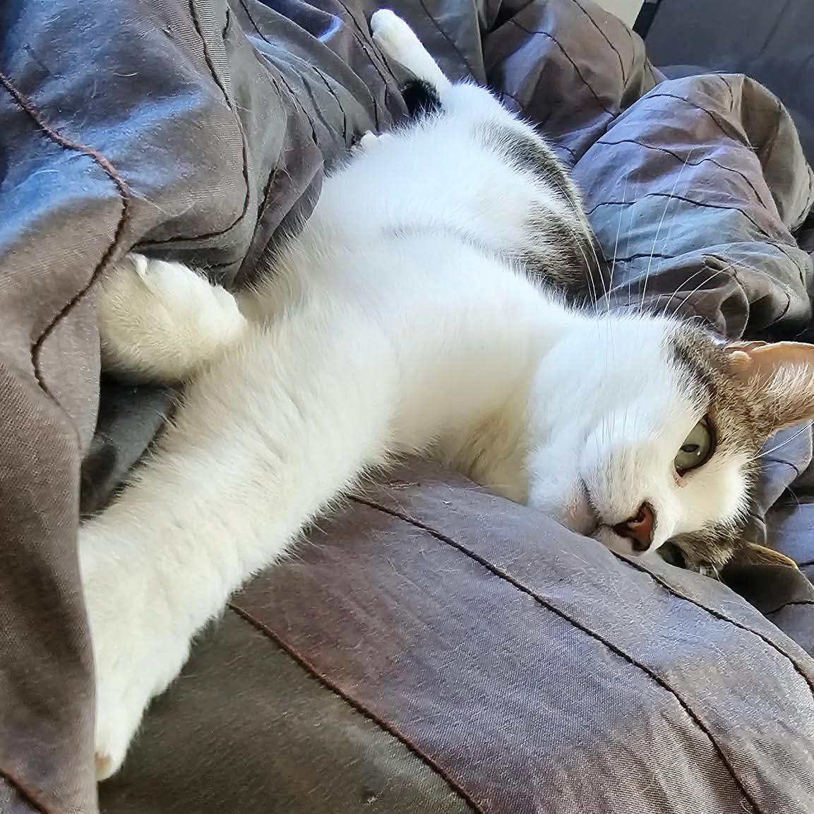 Dusty - Handsome Boi, a Adoptable Domestic Short Hair in Brooklyn, NY image 5/6