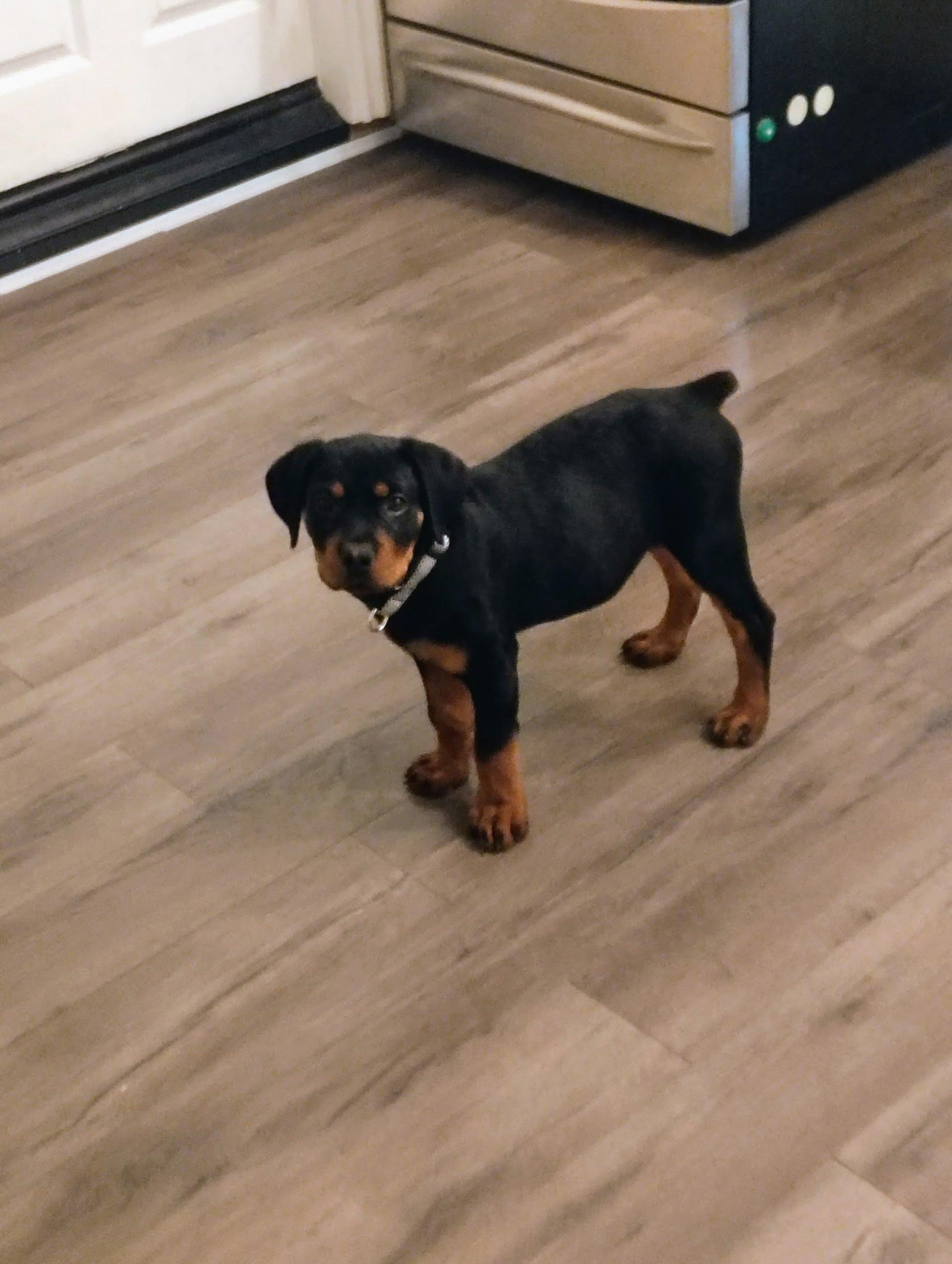 diesel - urgent urgent urgent need a foster immediately