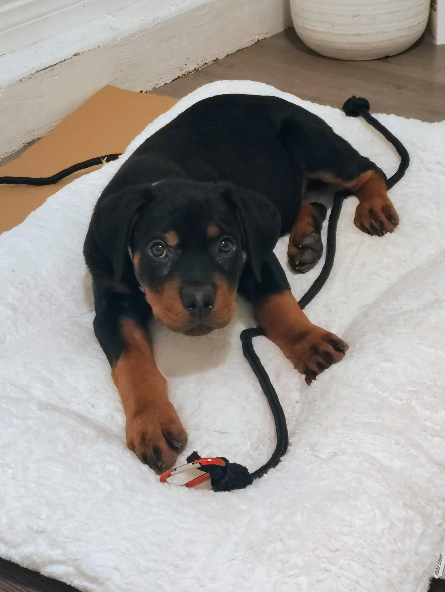 diesel - urgent urgent urgent need a foster immediately