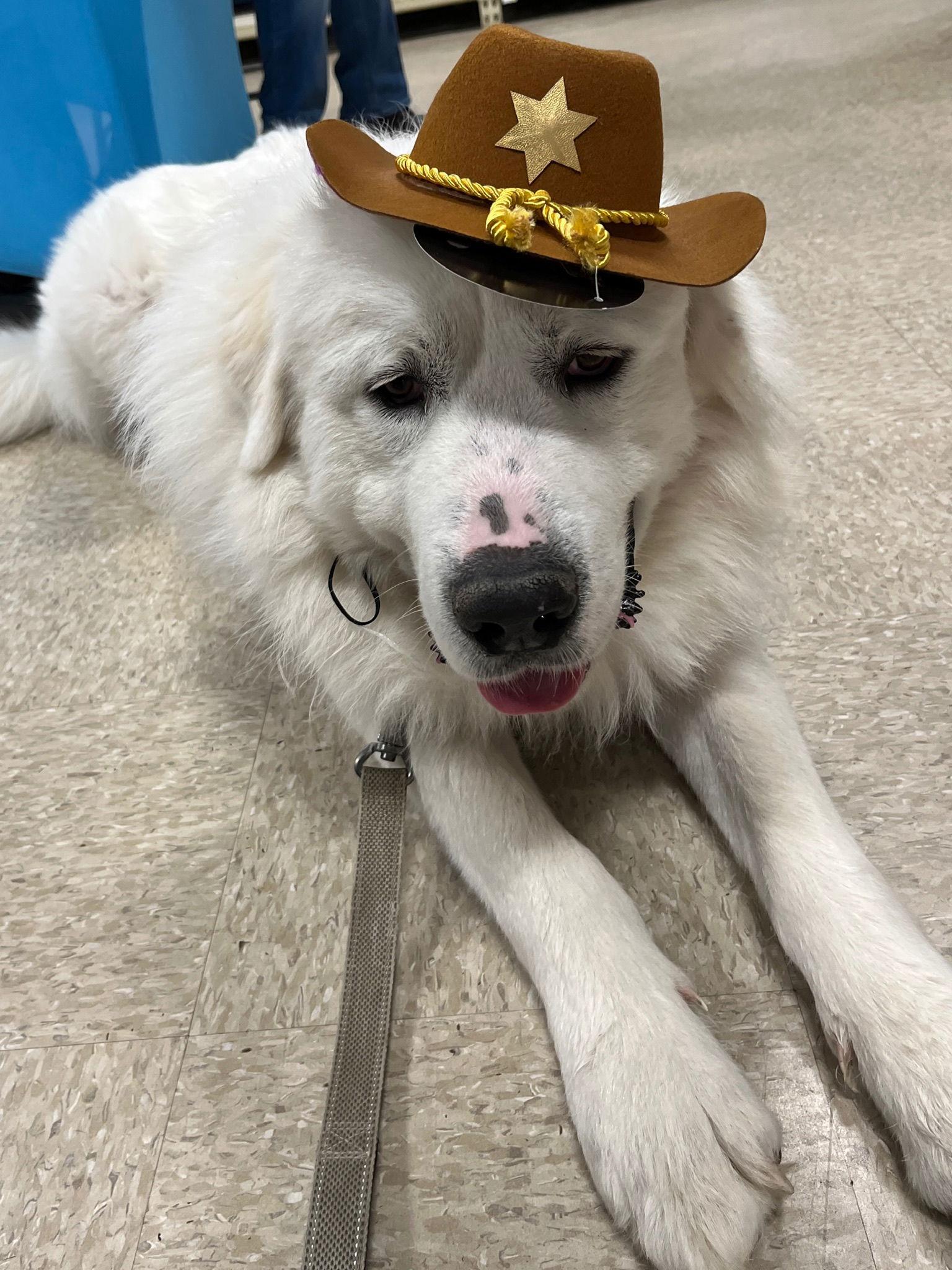 Romeo, a Adoptable Great Pyrenees in Lutherville, MD image 1/6