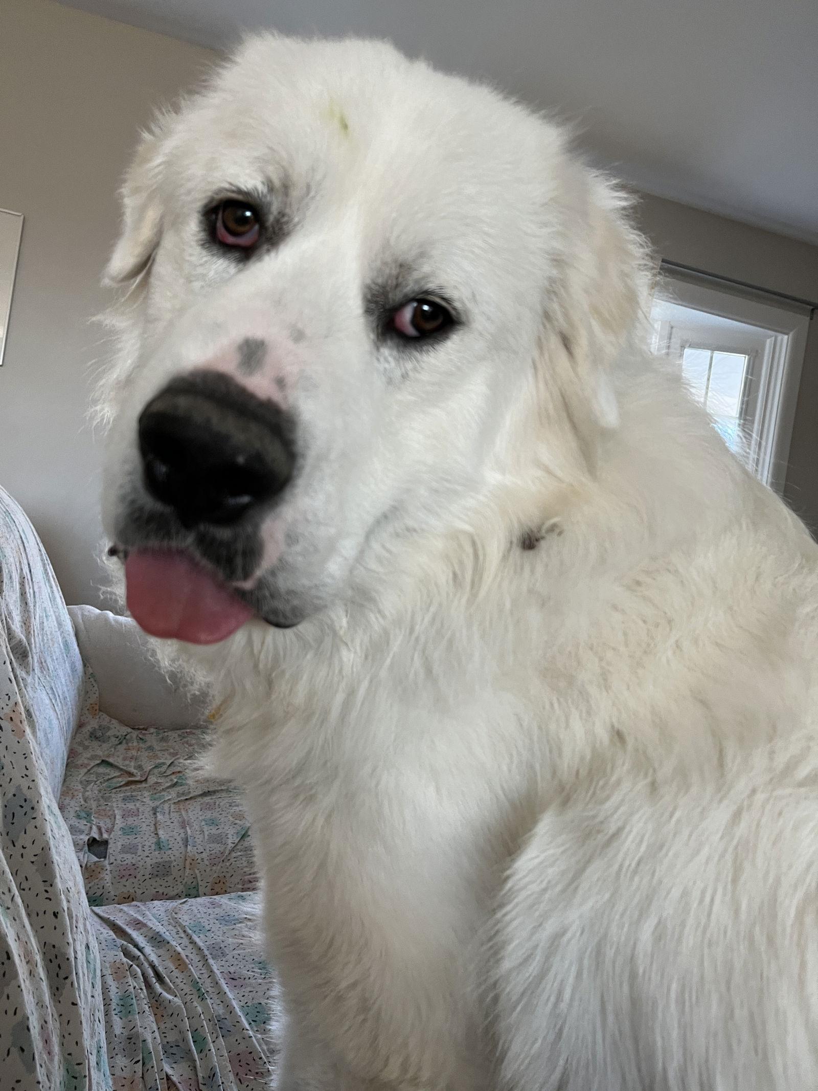 Romeo, Adoptable, Adult Male Great Pyrenees.
