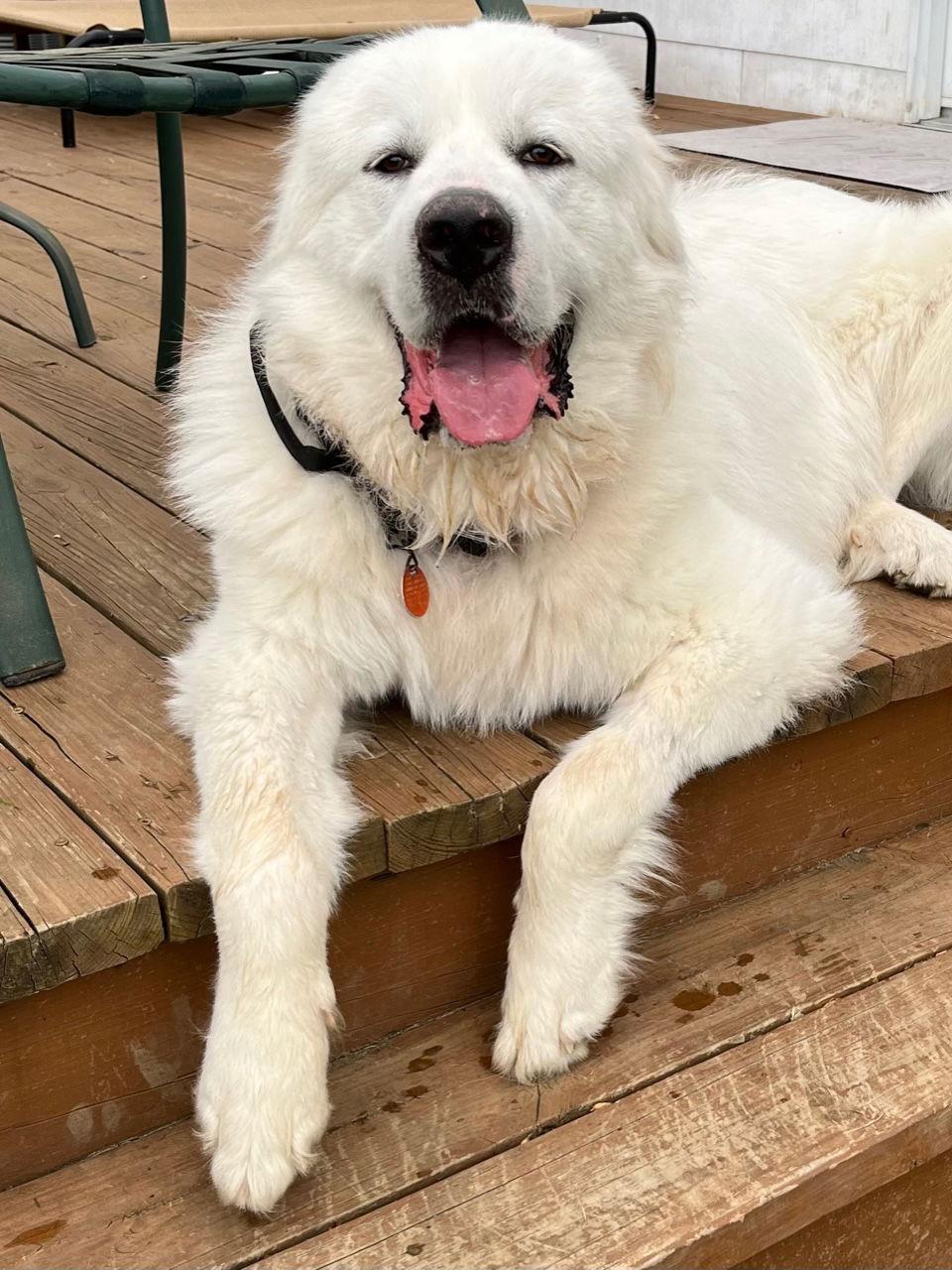 Romeo, a Adoptable Great Pyrenees in Lutherville, MD image 3/6