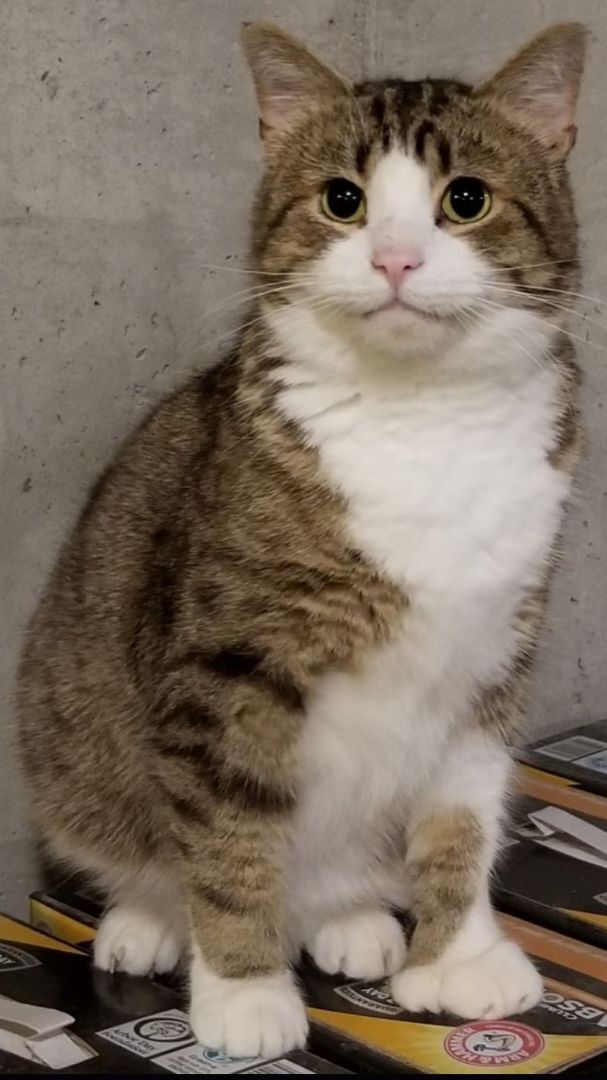 Captain Digits thumbnail 2