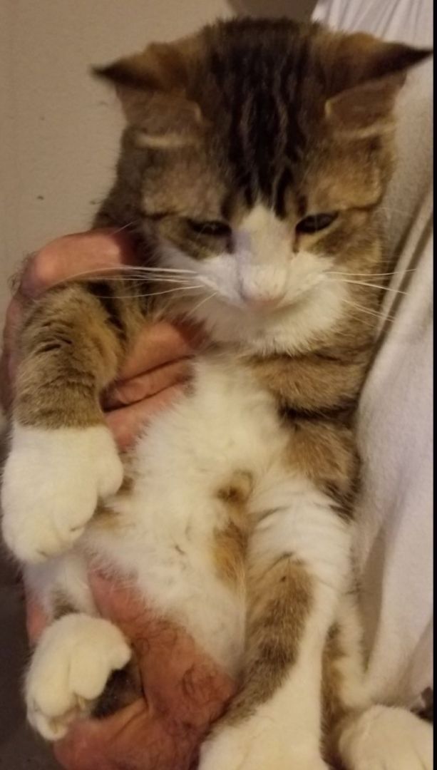 Captain Digits thumbnail 3