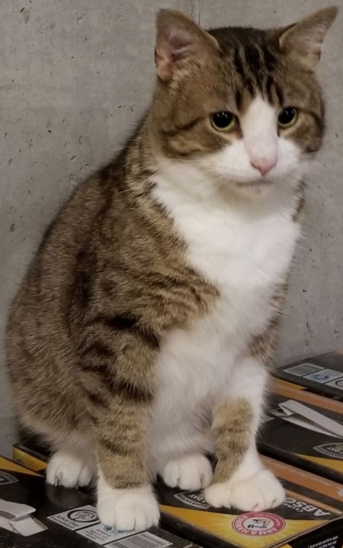 Captain Digits thumbnail 4