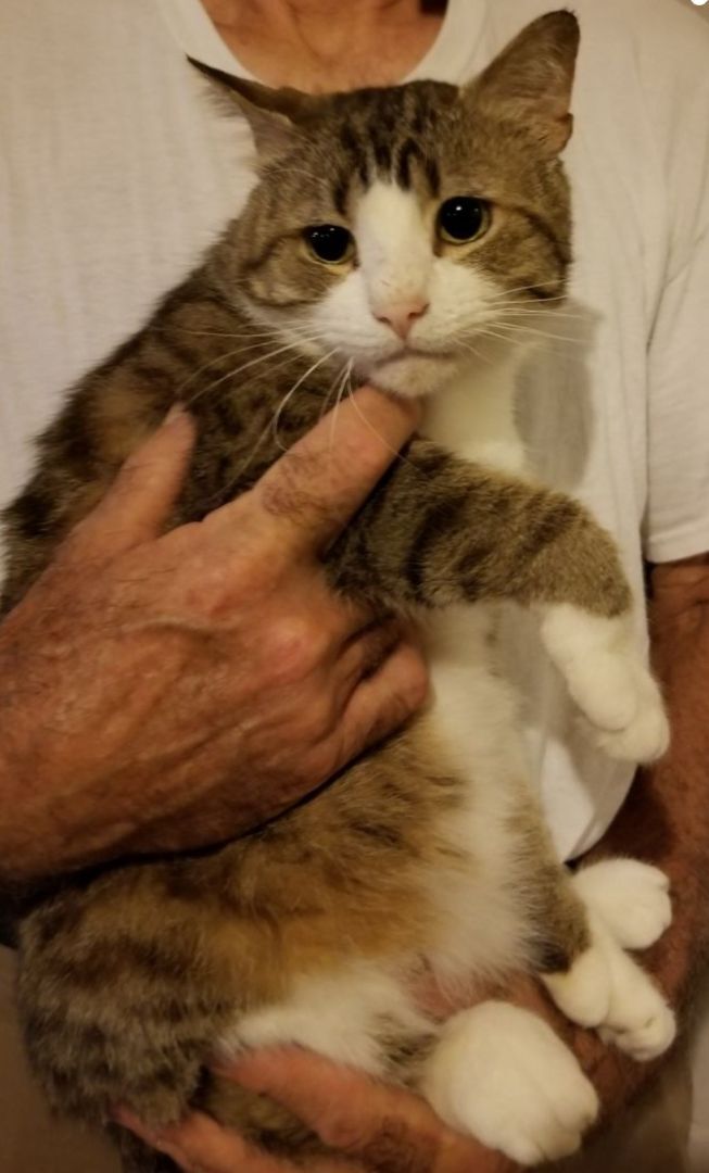 Captain Digits thumbnail 5