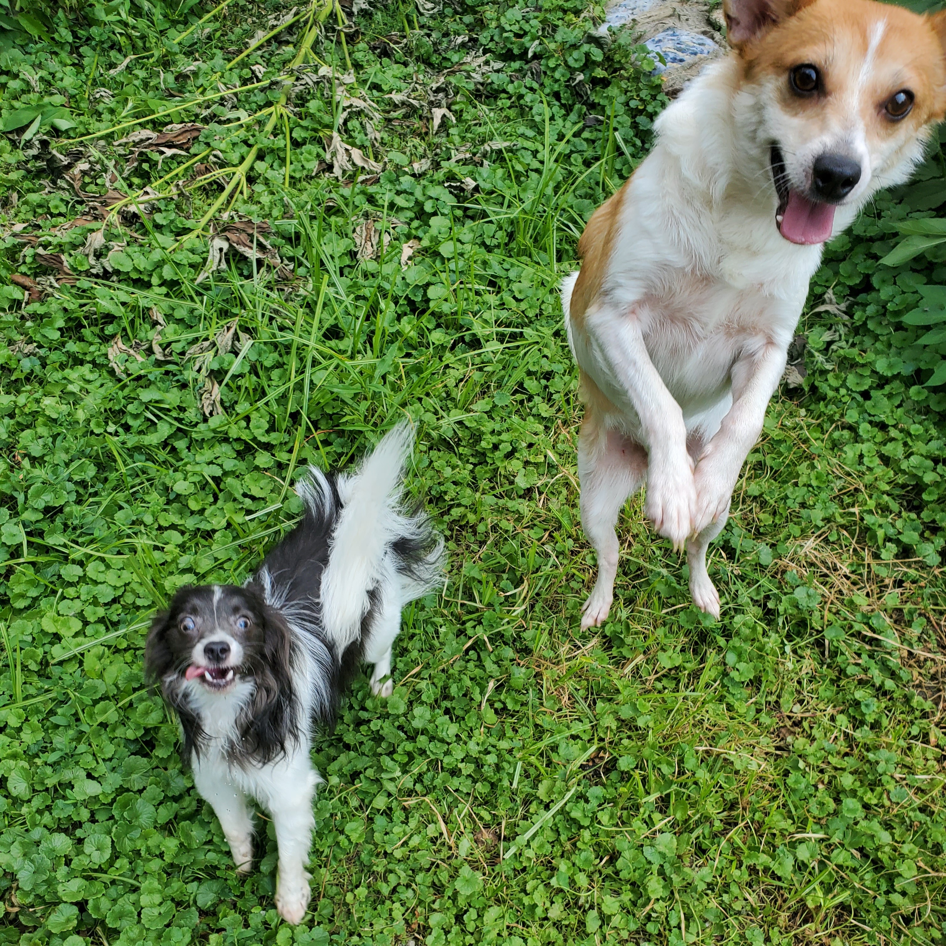 Enlarge CHARLIE BROWN & POPPY, a Adoptable Parson Russell Terrier in Marion, IN image 3/6